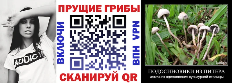 Псилоцибиновые грибы Cubensis  МЕГА ТОР  Нововоронеж 